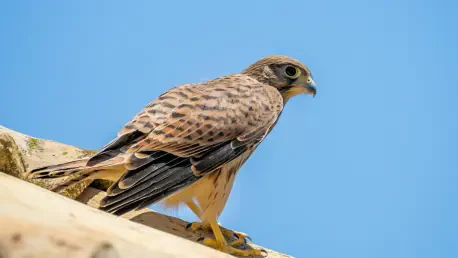 Sperber Nutzt Ampel Zur Jagd auf Stadtvögel: Einzigartige Taktik