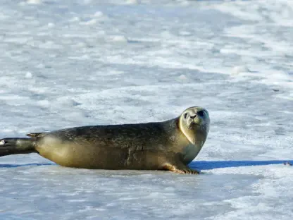 Wie Gefährdet Sind Seehunde im Wattenmeer Wirklich?