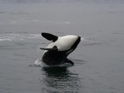 Orcas Nutzen Delfine als Intelligentes Sonar
