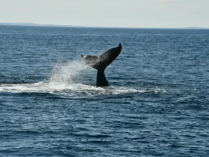 Ist Schiffssonar Eine Tödliche Gefahr Für Wale?